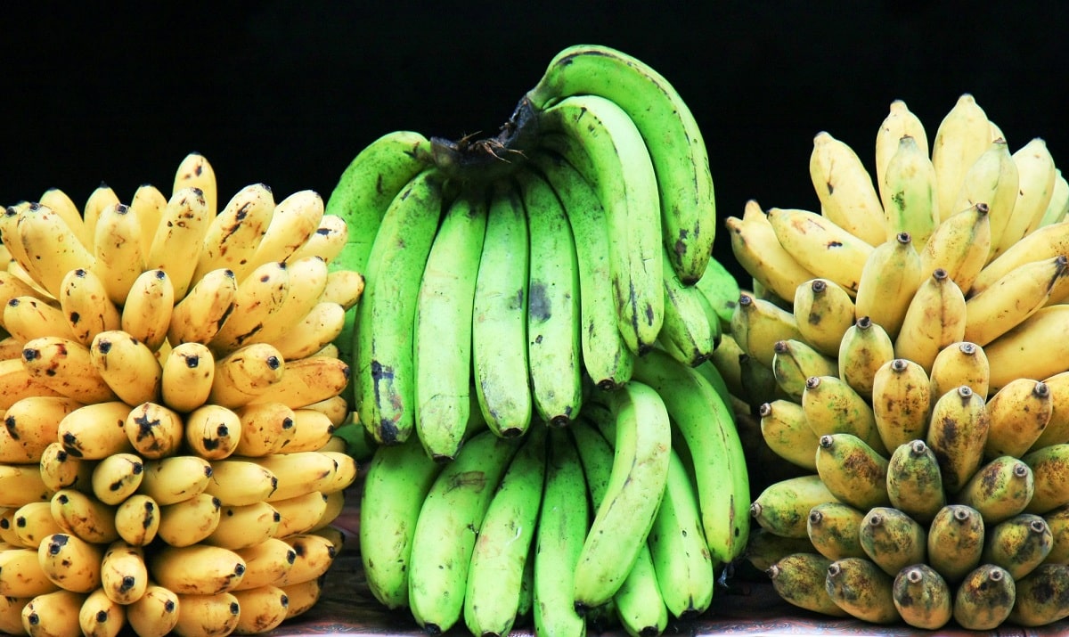 هل ستساعد تقنيات التعديل الوراثي في إنقاذ الموز من الانقراض؟