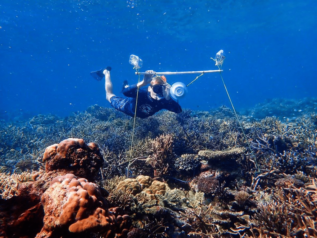 مكبرات صوت تحت الماء قد تساعد في استعادة الشعاب المرجانية التالفة