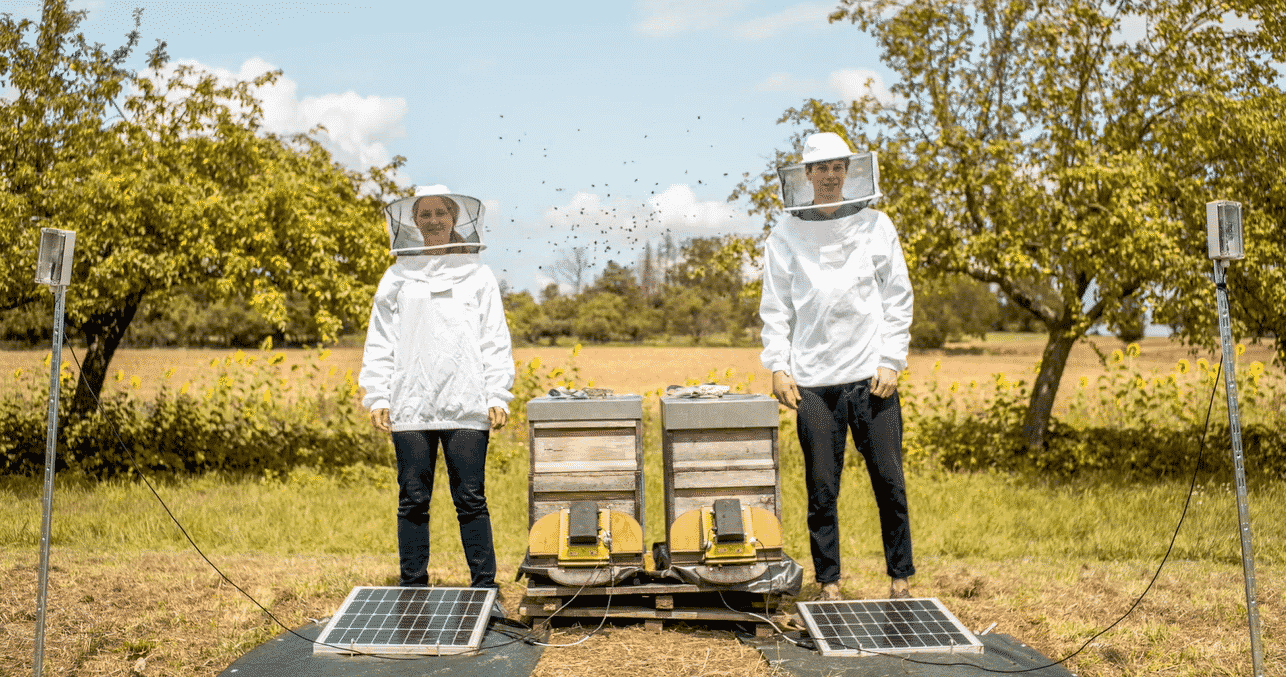 كيف يساعد الذكاء الاصطناعي في حماية النحل وزيادة إنتاجيته؟