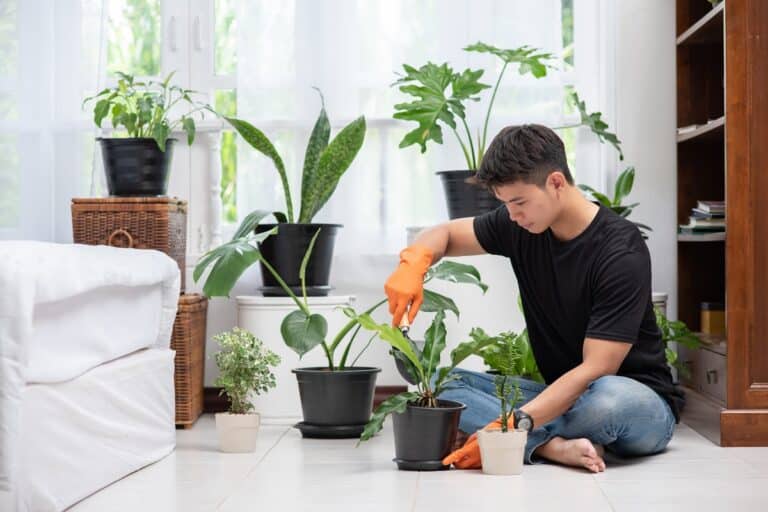 5 تطبيقات تساعدك في المحافظة على النباتات المنزلية