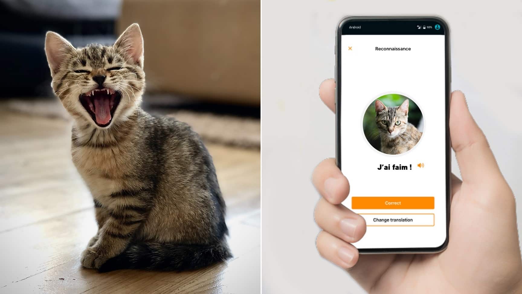 MeowTalk .. تطبيق لترجمة مواء القطط