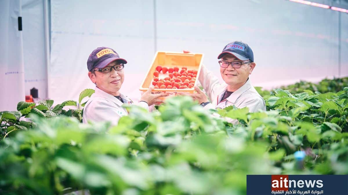 تويوتا تزرع الفراولة والطماطم لدعم مبادرات مواجهة التغيّر المناخي