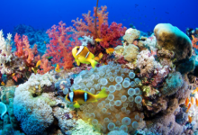 جوجل تلجأ إلى الذكاء الاصطناعي لإنقاذ الشعاب المرجانية