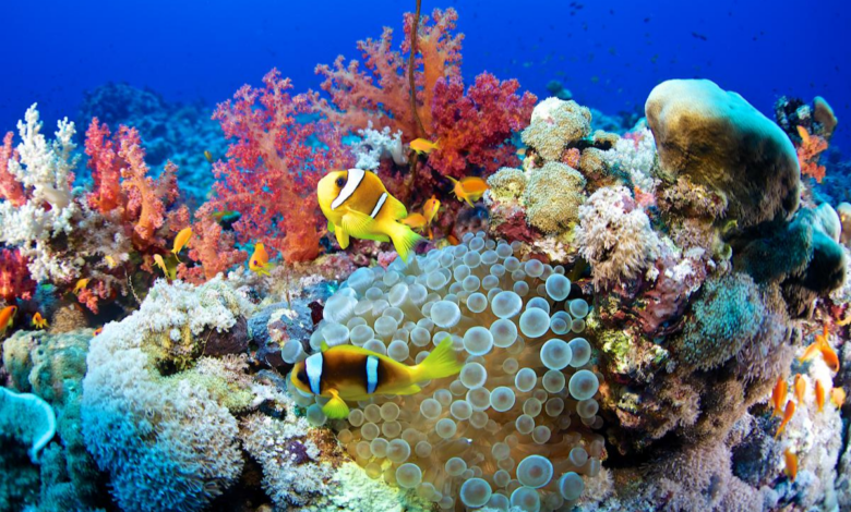 جوجل تلجأ إلى الذكاء الاصطناعي لإنقاذ الشعاب المرجانية